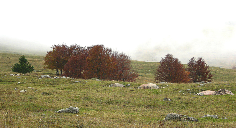 Scatti alle Viote del Bondone.